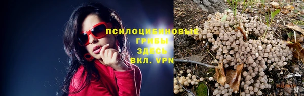 хмурый Белокуриха